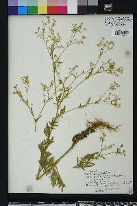 Parthenium hysterophorus image