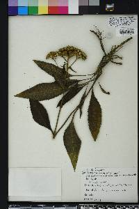 Parthenium integrifolium image