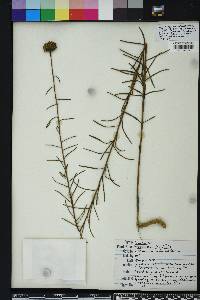 Phoebanthus tenuifolius image