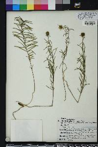 Phoebanthus tenuifolius image