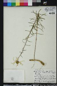 Phoebanthus tenuifolius image