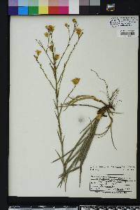 Pityopsis aspera image