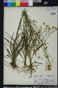 Pityopsis aspera var. aspera image