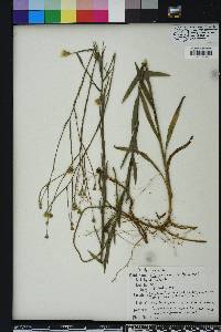 Pityopsis graminifolia image