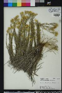 Pityopsis graminifolia image