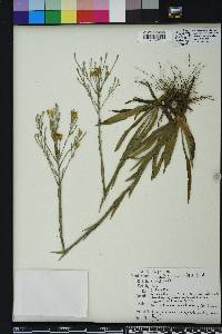 Pityopsis graminifolia image