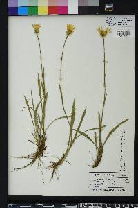 Pityopsis oligantha image