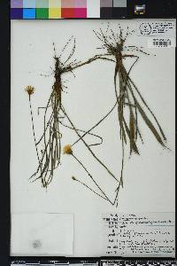 Pityopsis oligantha image