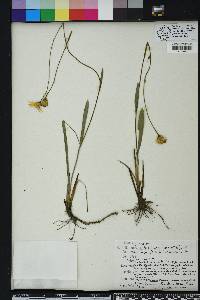 Pityopsis oligantha image