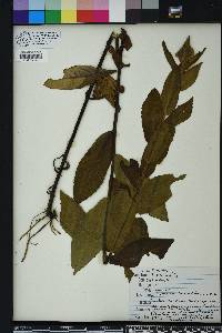 Pluchea longifolia image