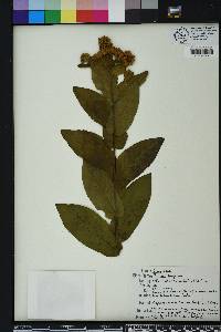 Pluchea longifolia image