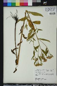 Pluchea longifolia image