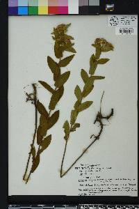 Pluchea baccharis image