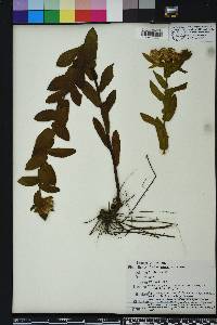 Pluchea baccharis image