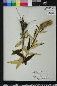 Pterocaulon pycnostachyum image