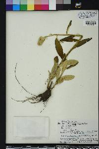 Pterocaulon pycnostachyum image