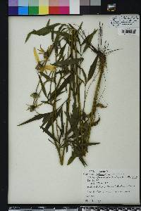 Ratibida pinnata image