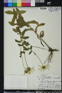 Rudbeckia mollis image