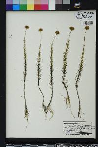 Sclerolepis uniflora image