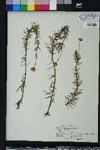 Sclerolepis uniflora image