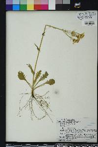 Packera obovata image