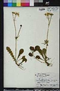 Packera obovata image