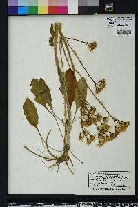 Packera tomentosa image