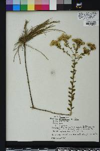 Sericocarpus tortifolius image