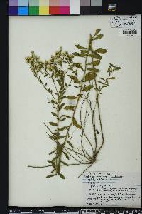 Sericocarpus tortifolius image