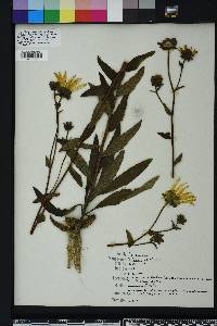 Silphium asteriscus image