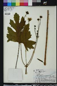 Silphium compositum image