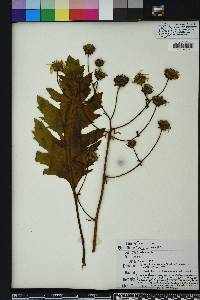 Silphium compositum image