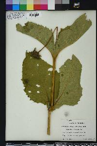 Silphium perfoliatum image