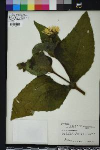 Silphium perfoliatum image