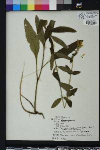 Silphium asteriscus image