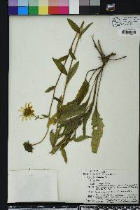 Silphium asteriscus image