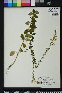 Solidago brachyphylla image