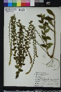 Solidago brachyphylla image