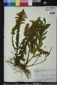 Solidago fistulosa image