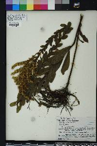 Solidago fistulosa image