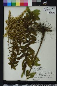 Solidago fistulosa image