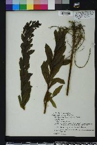 Solidago fistulosa image