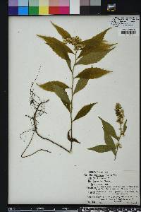 Solidago flaccidifolia image