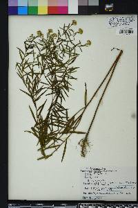 Euthamia weakleyi image