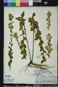 Solidago petiolaris image