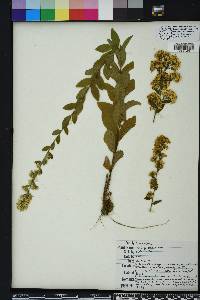 Solidago petiolaris image