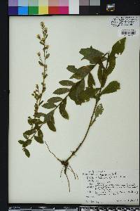 Solidago petiolaris image