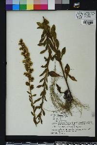 Solidago puberula image