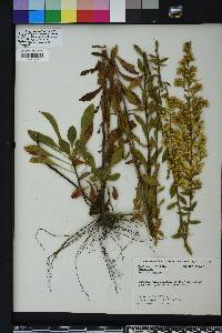 Solidago puberula image