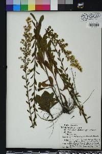 Solidago puberula image